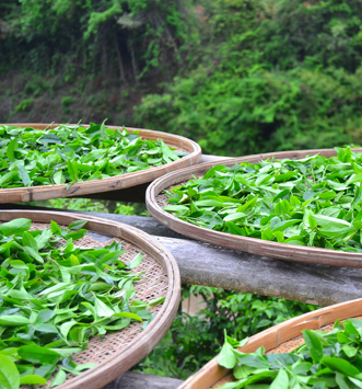 Jardin de thé Yunnan