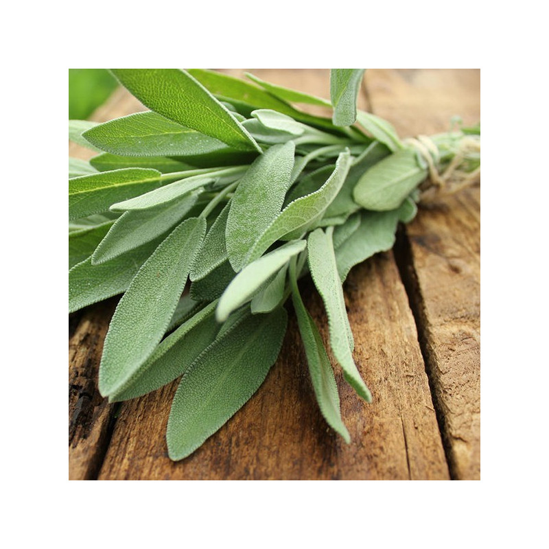 feuilles fraîches de sauge sur planche en bois pour infusion Thés & Traditions