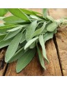 fresh sage leaves on wooden board for Thés & Traditions infusion