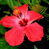 Grossiste fleurs d'hibiscus séchées