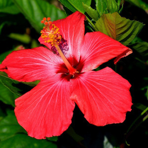 bright red hibiscus flower with yellow stamens and green leaves in the background