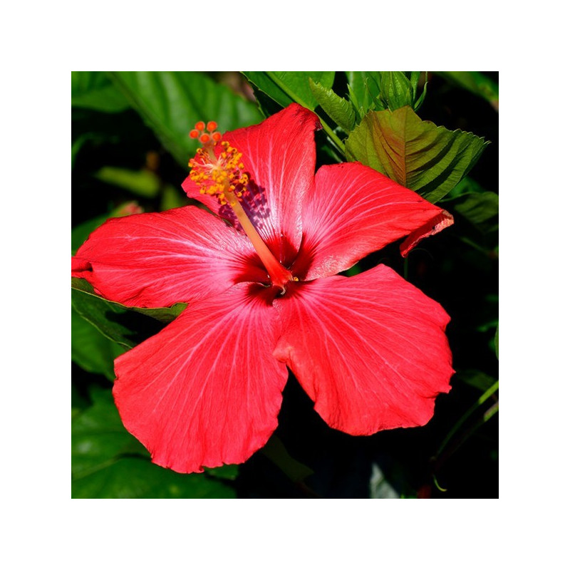 bright red hibiscus flower with yellow stamens and green leaves in the background