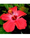 bright red hibiscus flower with yellow stamens and green leaves in the background