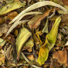 Bai Mu Dan Tea