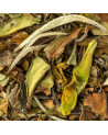 feuilles séchées de thé blanc Paï Mu Tan aux nuances vertes et brunes