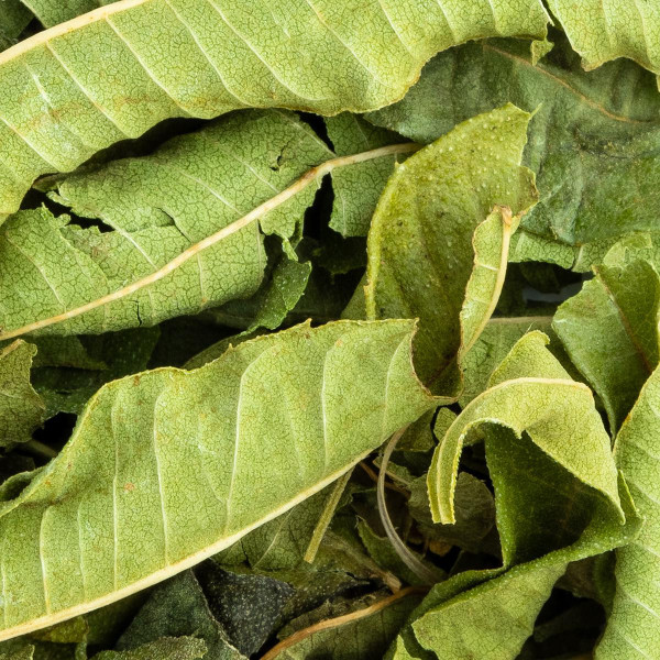 Foglie di Verbena