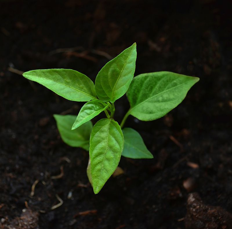 Engrais naturel pour plantes vertes : nos 5 astuces