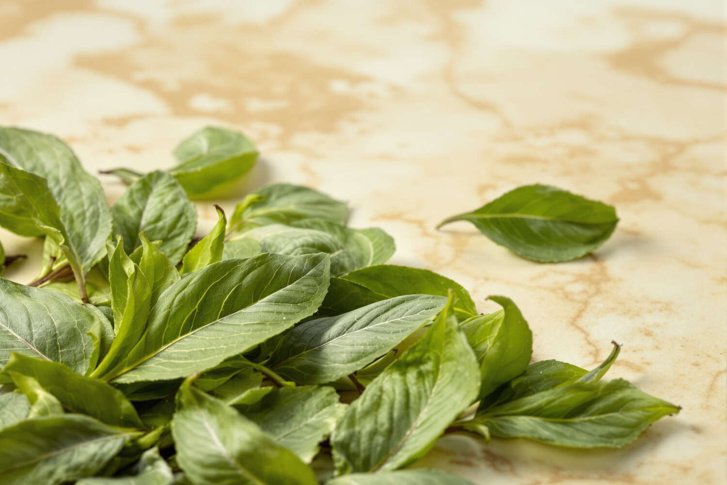 Feuilles entières de thé premium étalées en gros plan sur marbre crème