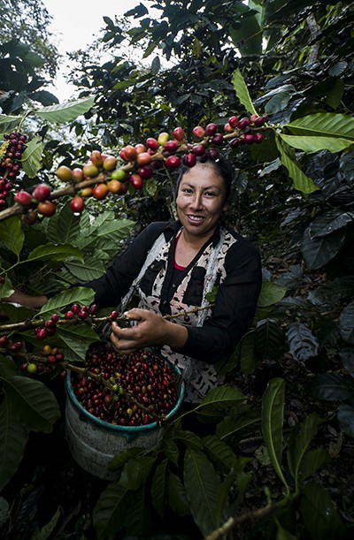 Café en grains récolte Honduras