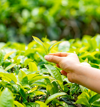 Tea picking organic