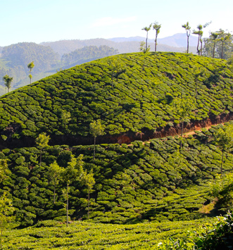 Tea cultivation