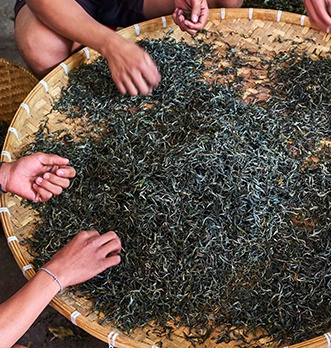 Pu erh tea production