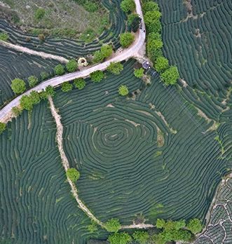 Origine du thé vert