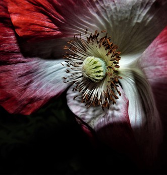 hibiscus herbal tea