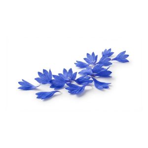 Fleur de bleuet