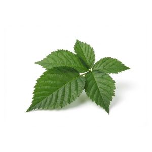 Blackberry leaf
