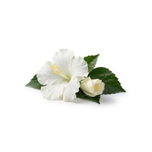 Witte hibiscus