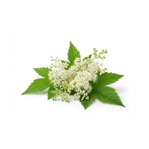 Moerasspirea