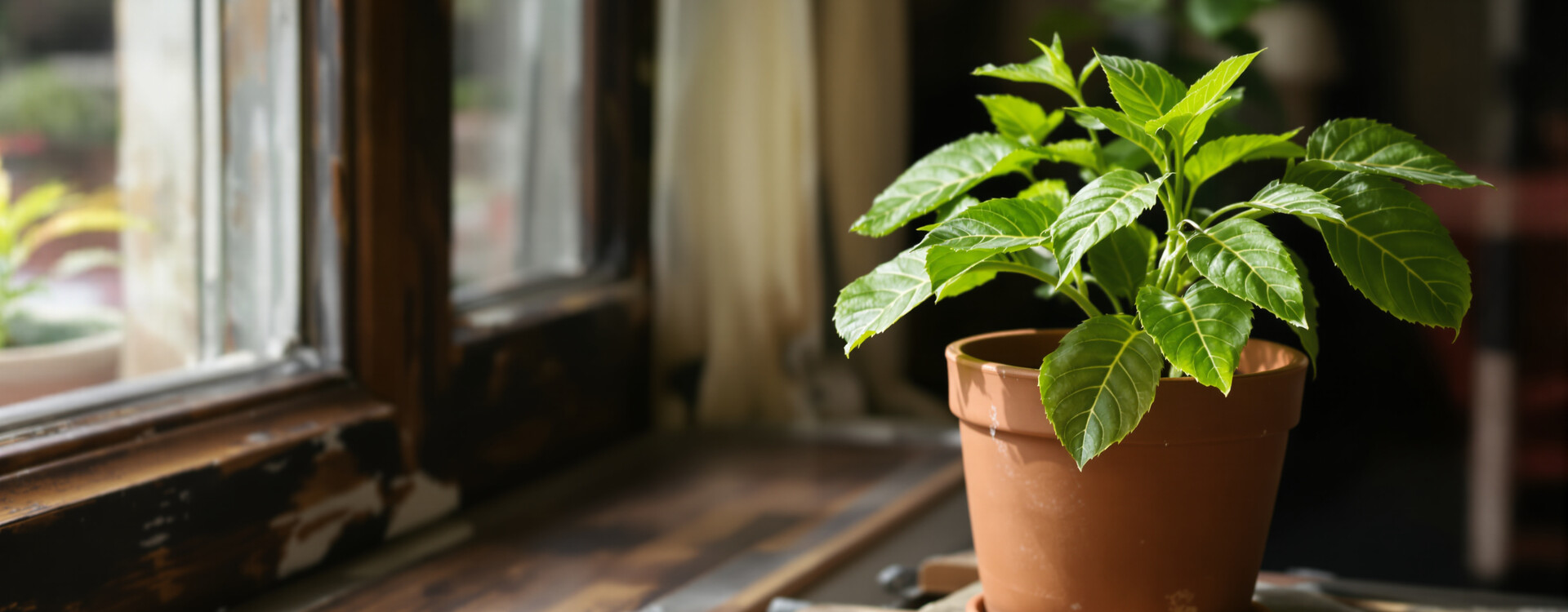 Come coltivare un albero del tè in casa?