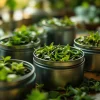 Quel thé vert acheter ? Comment choisir ?