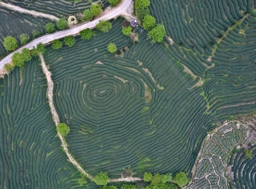 thé sombre puerh