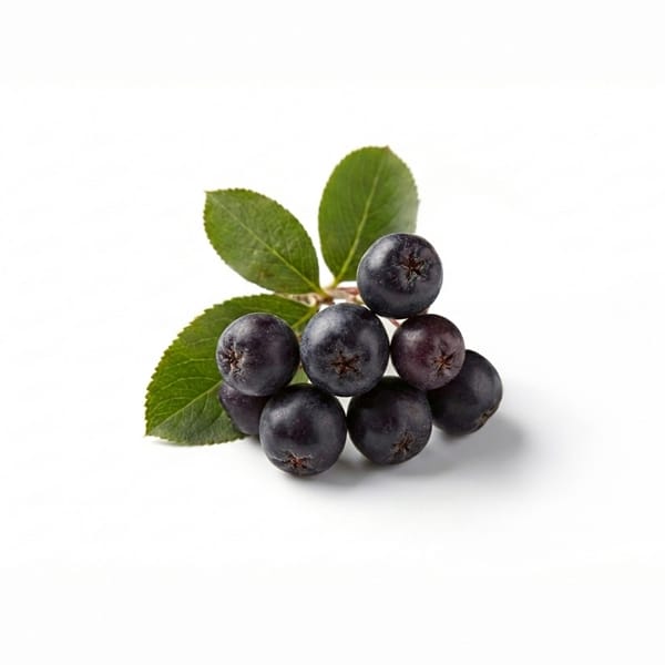 Aronia