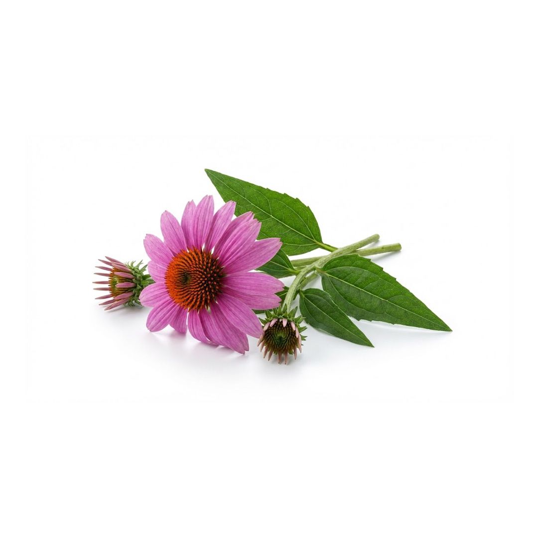 Echinacea purpurea