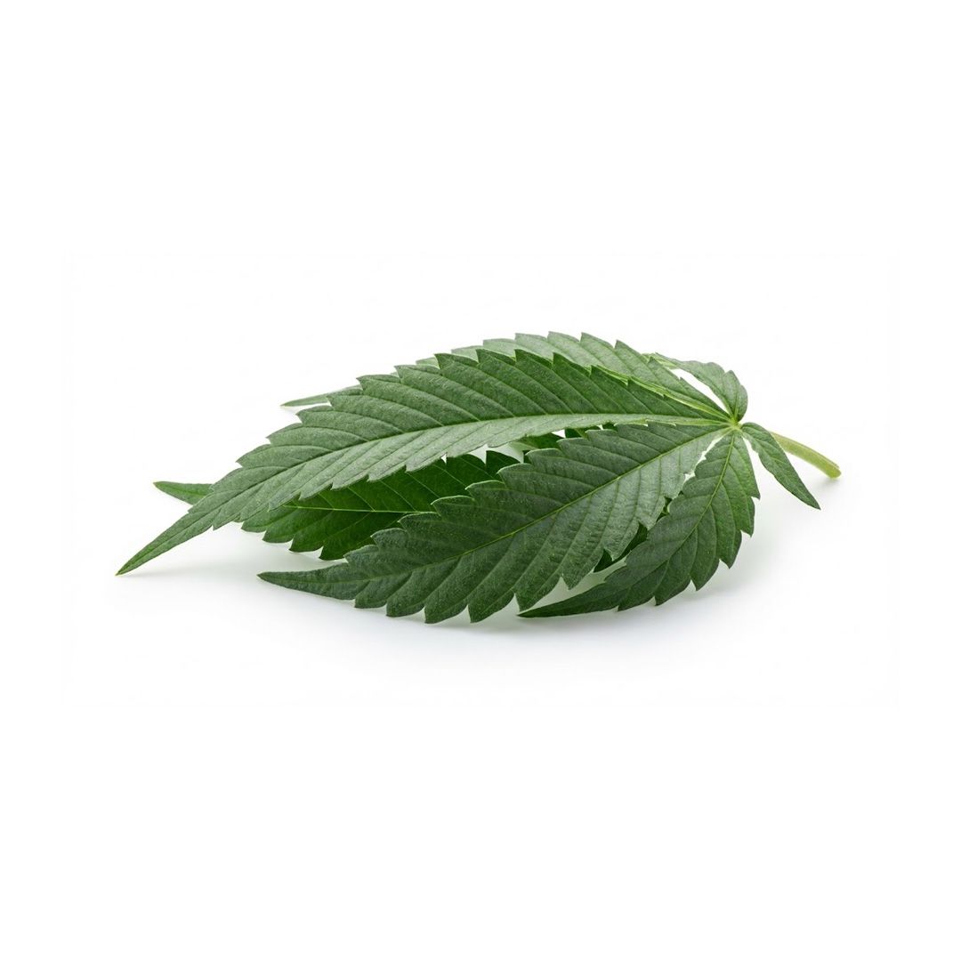 Hemp leaf