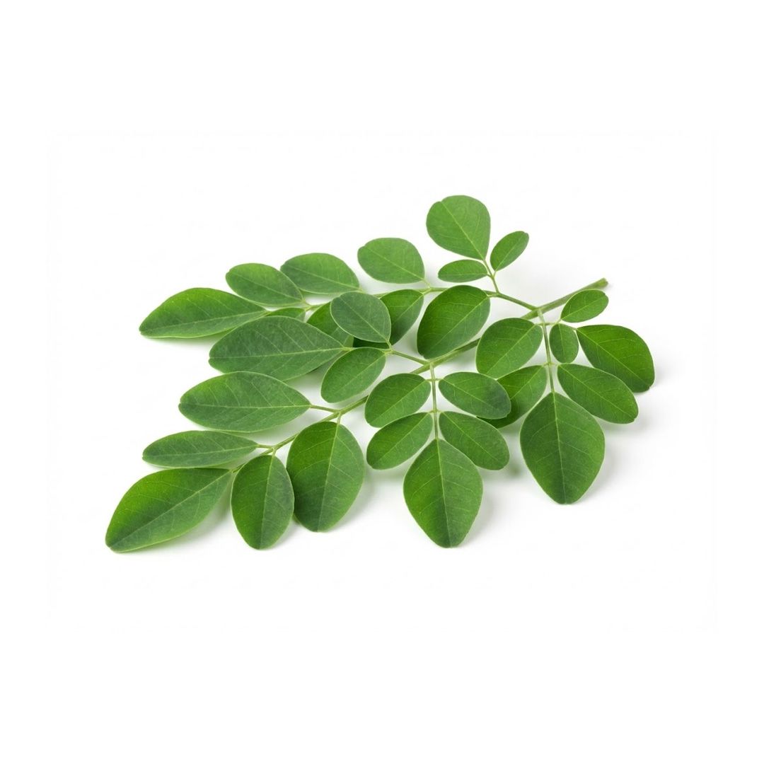 Feuille de moringa