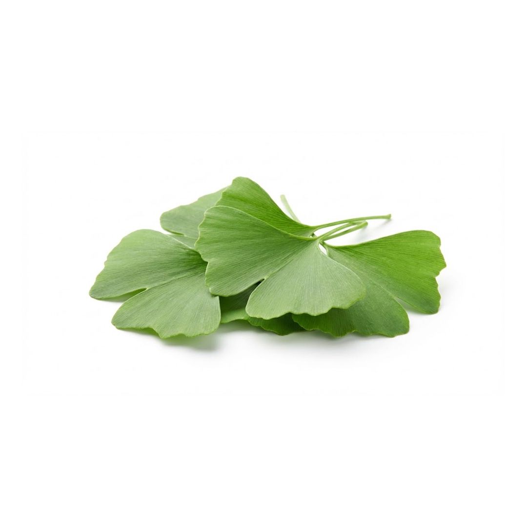 Ginkgo