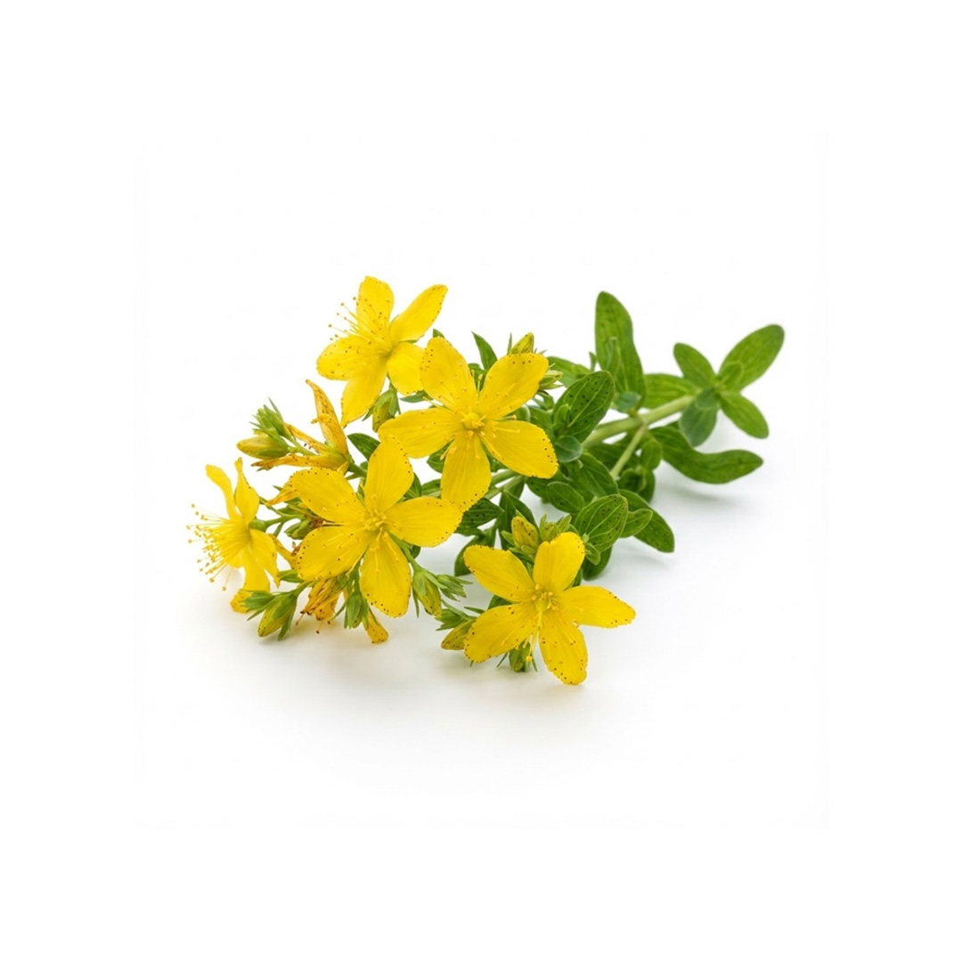 St. John's Wort