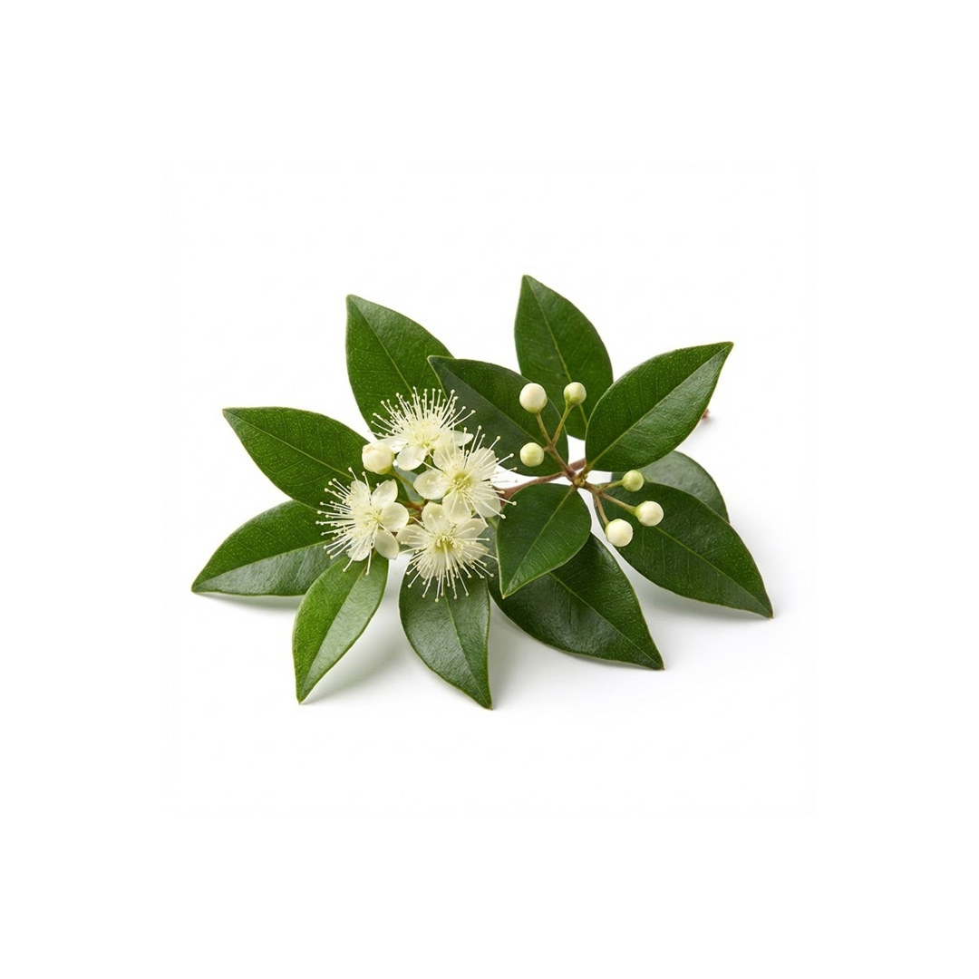 Lemon Myrtle